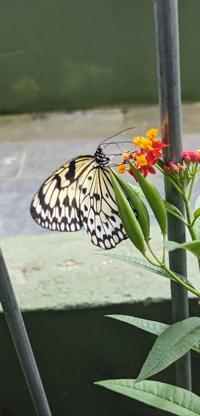 Butterfly resting on colorful flowers with a green background.