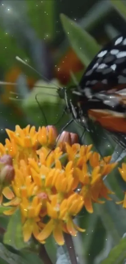 A colorful butterfly rests on vibrant orange flowers with green leaves.