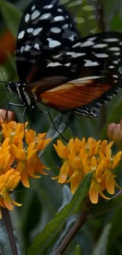 A butterfly perched on vibrant orange flowers with green leaves.