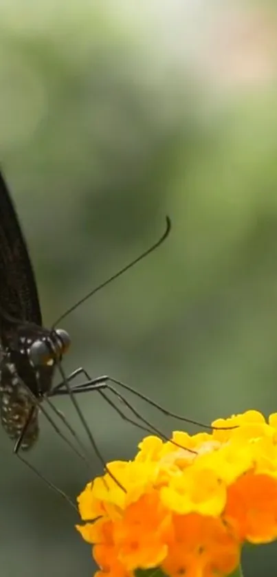 Butterfly delicately perched on vibrant orange flowers in a serene setting.