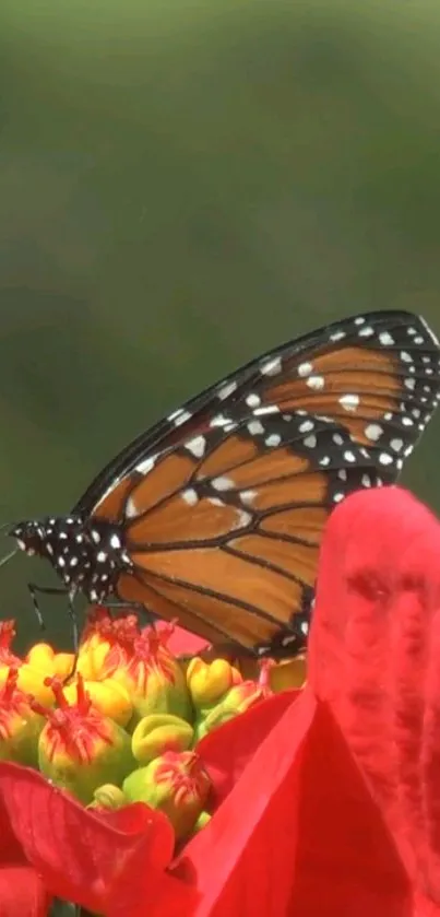 Butterfly rests on bright red and yellow flowers with a green background.