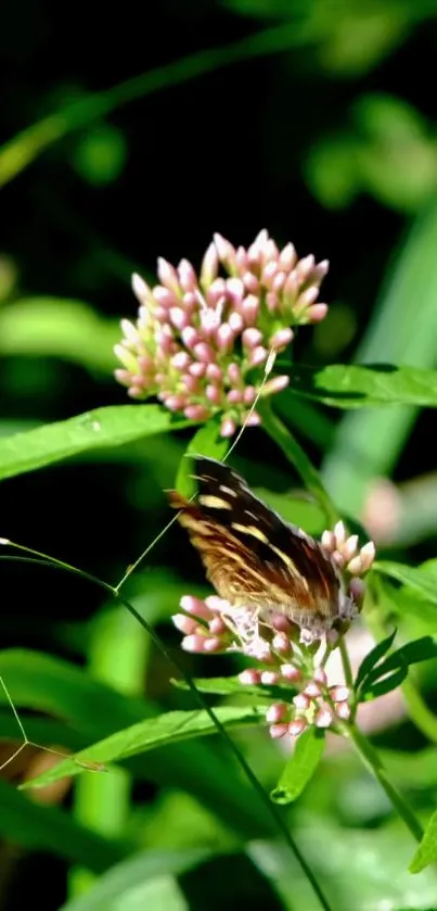 Butterfly resting on pink flowers amidst lush green leaves.