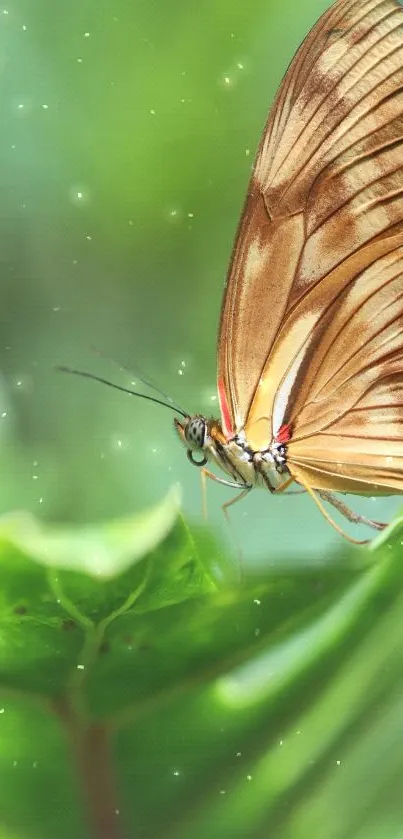 Butterfly perched on vibrant leaf with a glowing green background.