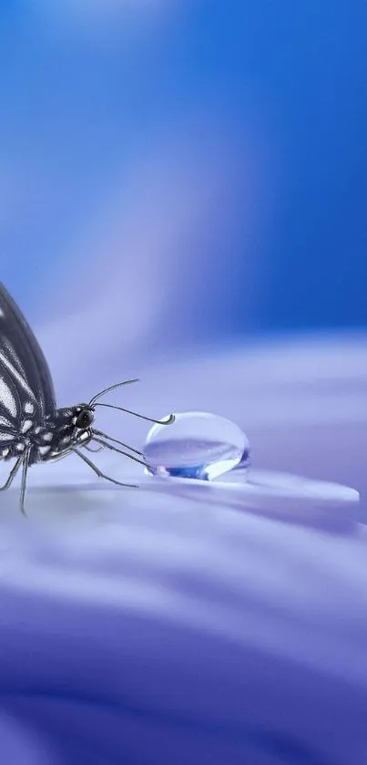 Butterfly resting on a violet petal with a blue background.