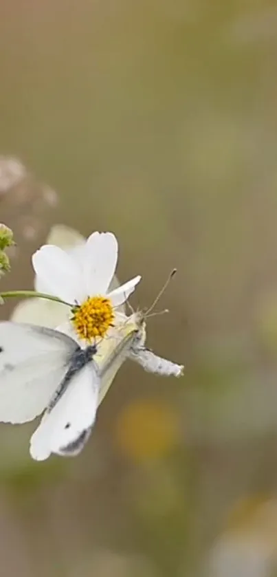 Butterfly rests on a delicate white flower, embodying tranquility.