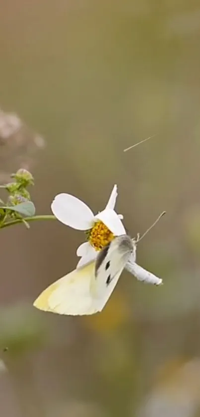 Butterfly resting on a white flower in a serene setting.