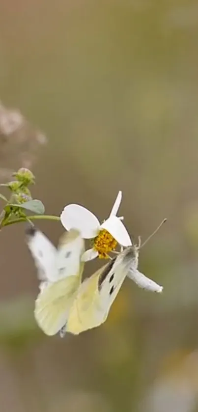 Butterfly resting on a white flower with a beige background.