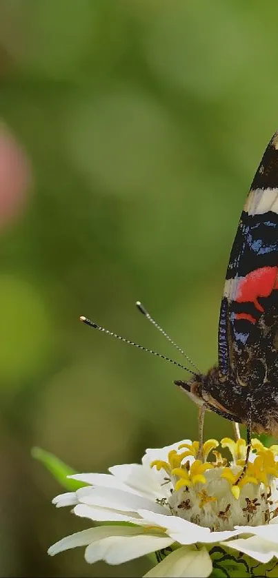 Vibrant butterfly on white flower with blurred green and pink background.