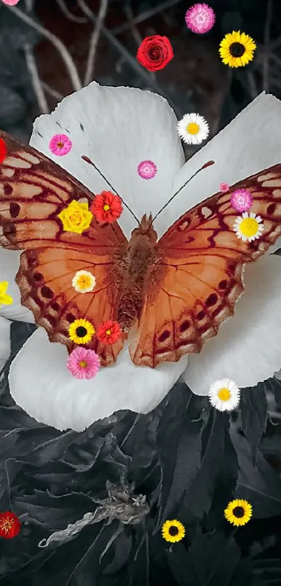 Orange butterfly on white flowers with dark background.