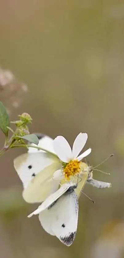 Butterfly resting on a wild daisy flower.