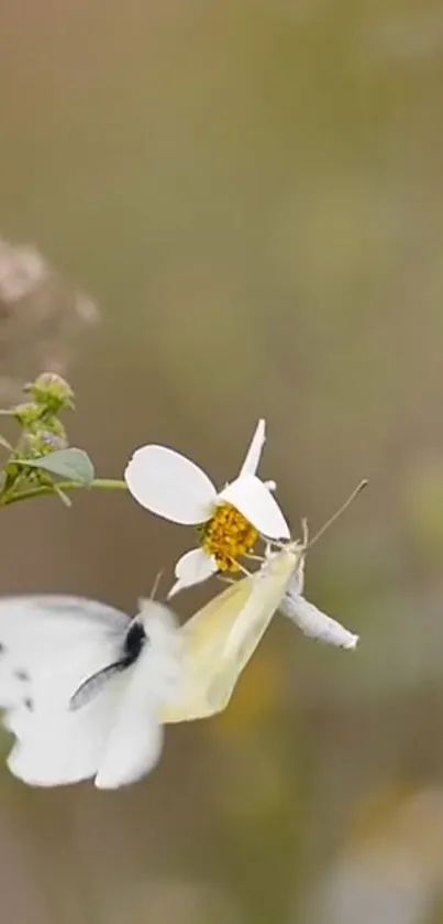 Butterfly gently perches on a wildflower in a serene setting.