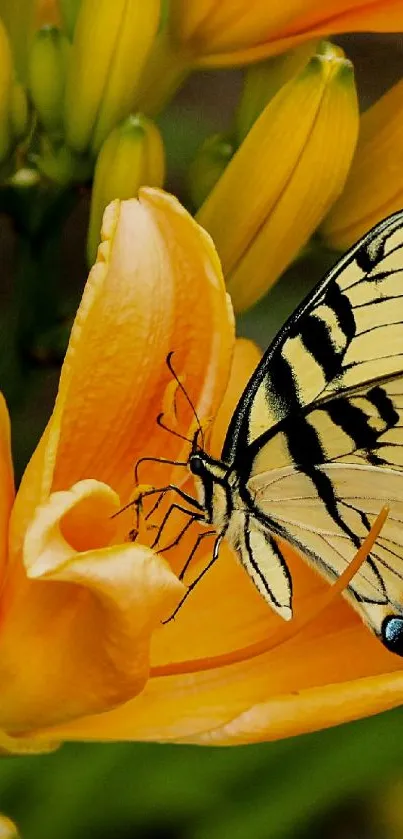 Butterfly resting on a yellow flower, perfect phone wallpaper.