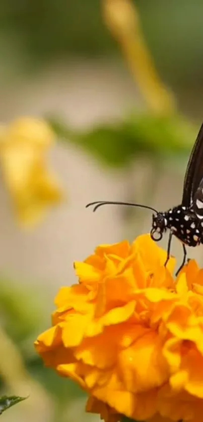 A butterfly perched on a yellow flower in nature.