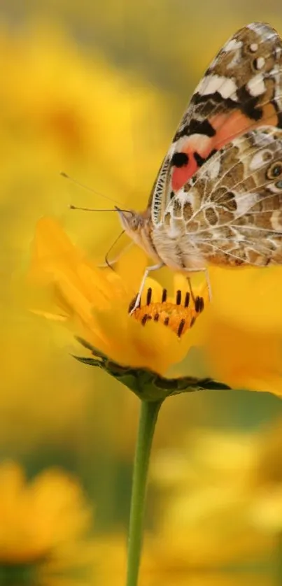 Butterfly resting on a vibrant yellow flower against a soft background.