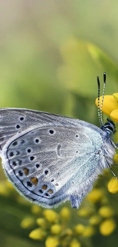 Beautiful butterfly on a yellow flower with a green blurred background.