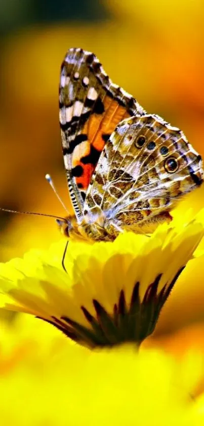 Butterfly perched on a yellow flower amidst a vibrant floral background.