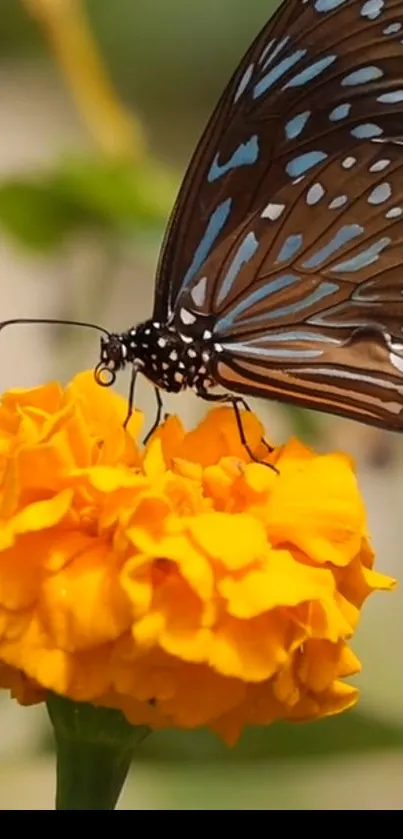 Butterfly resting on a bright yellow flower.