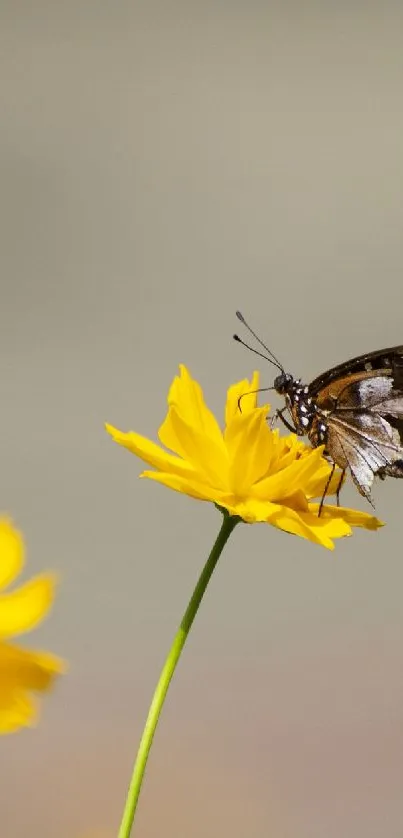 Butterfly resting on a vibrant yellow flower with a blurred background.