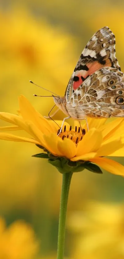 Bright butterfly perched on a vivid yellow flower with a blurred background.