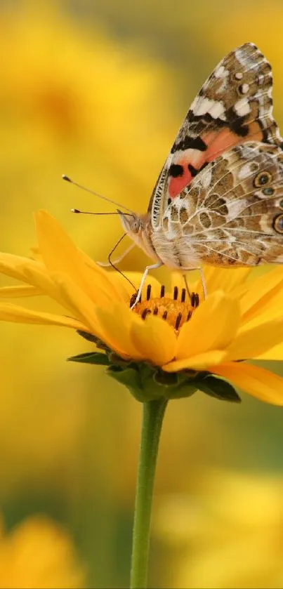 Butterfly perched on a vibrant yellow flower blossom in a garden setting.