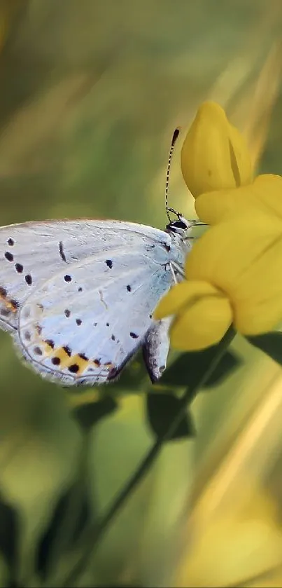 Butterfly resting on a yellow flower with a blurred green background.
