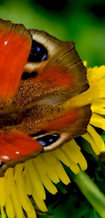 Butterfly perched on a vivid yellow flower.