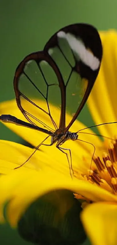 Butterfly perched on vibrant yellow flower in nature wallpaper.