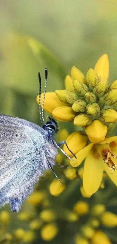 Close-up of a butterfly on a yellow flower with green background.