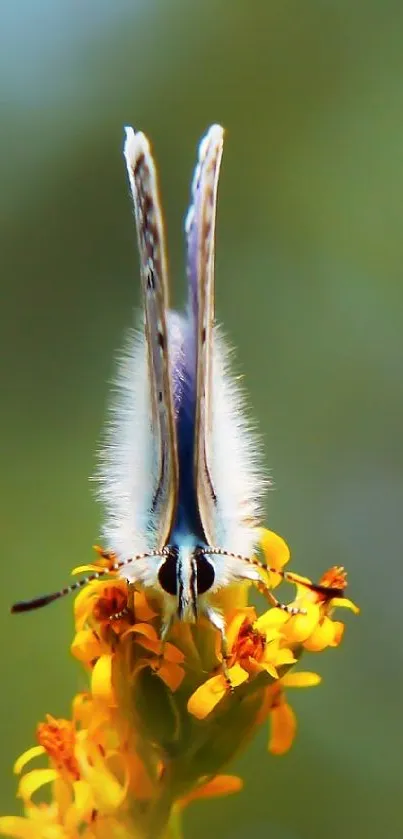 Butterfly perched on yellow flowers with a blurred green background.