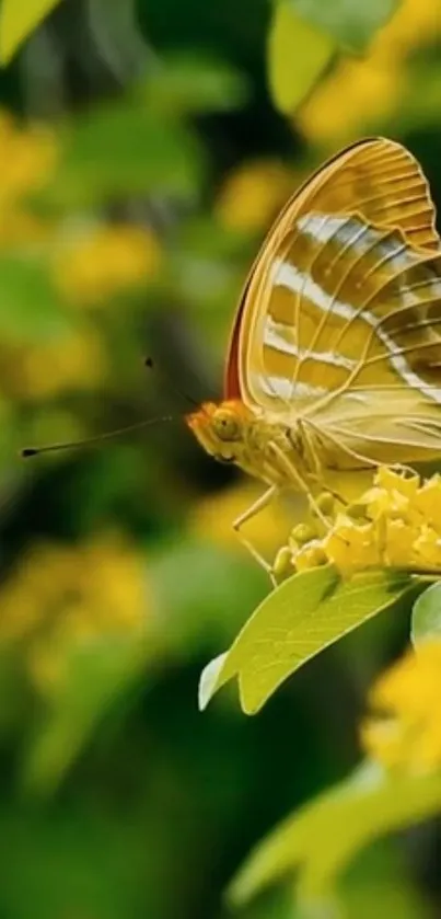 Vibrant butterfly perched on yellow flowers with a lush green background.