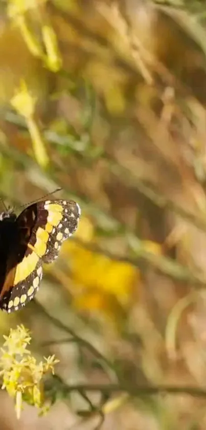 Vibrant butterfly on yellow flowers in lush greenery.