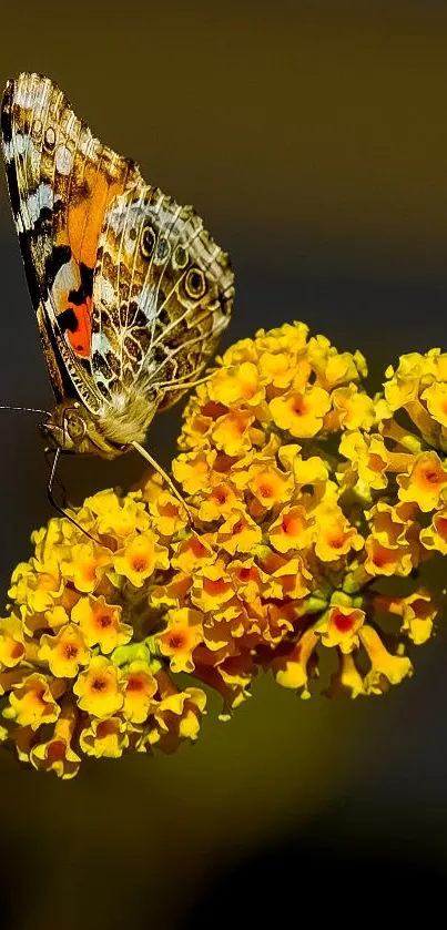 Beautiful butterfly on yellow flowers with dark background.