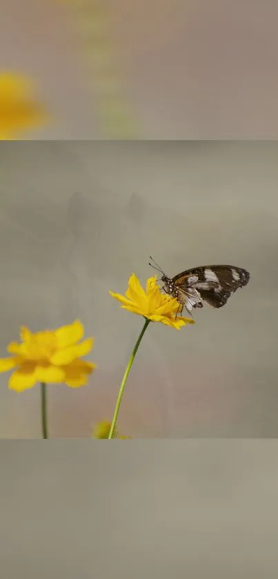 Butterfly resting on yellow flowers in natural setting.