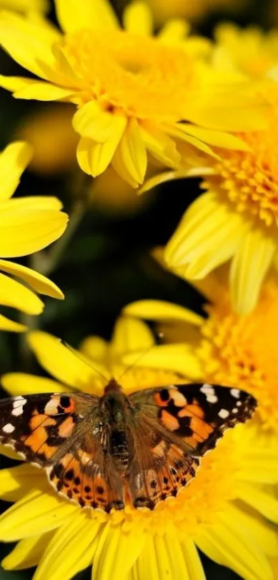 Butterfly resting on yellow daisies, vivid nature wallpaper.