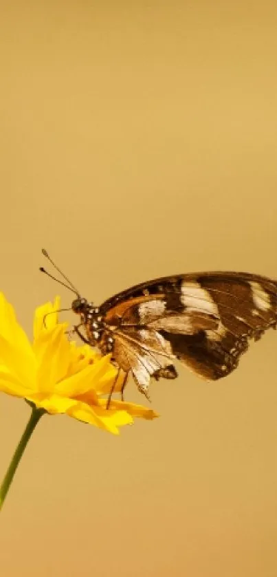 Butterfly resting on vibrant yellow flower with a golden backdrop.