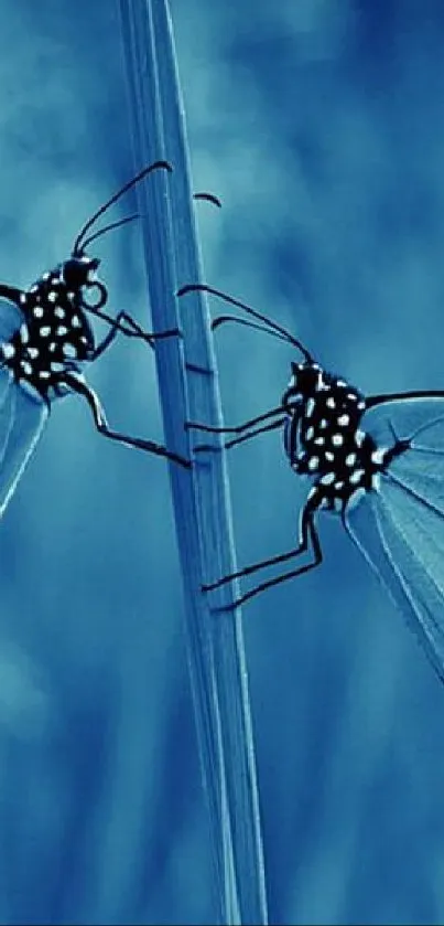 Two butterflies resting on a stem with a blue background.