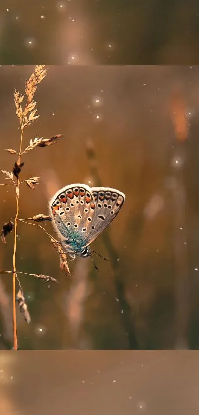 Butterfly perched on grass with a brown and beige background.