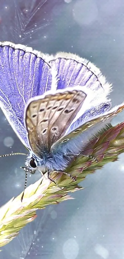 Delicate butterfly on a green stem against a soft purple background.