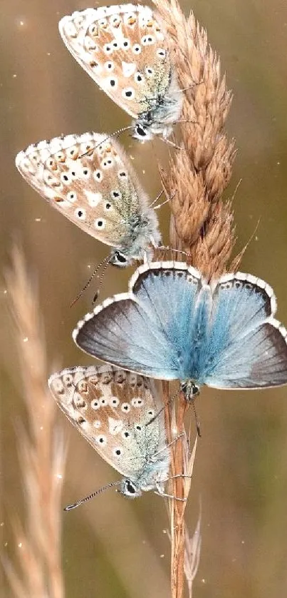 Three butterflies perched on a wheat stalk in a natural setting.