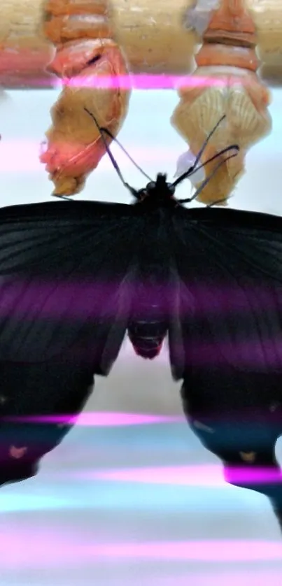 A black butterfly with neon stripes and visible cocoons.