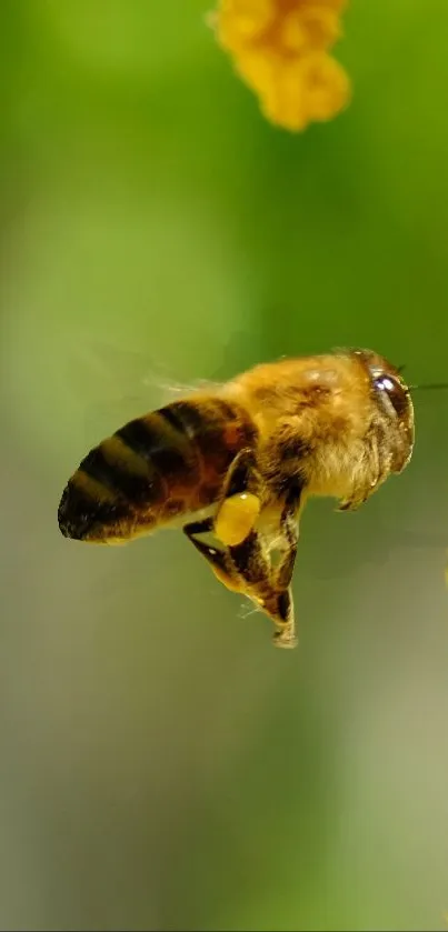 A buzzing bee flies near yellow flowers.