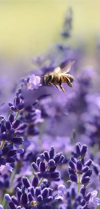 Bee hovering over vibrant purple lavender flowers.