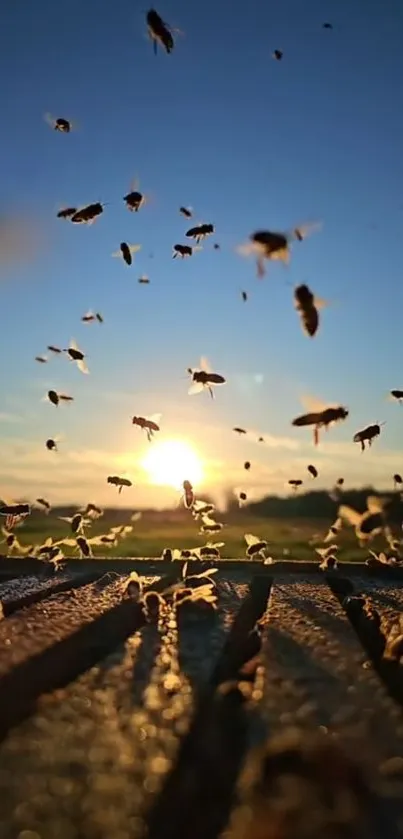 Bees flying at sunrise against a blue sky.