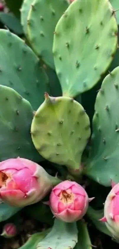Close-up of cactus blossoms with green leaves.