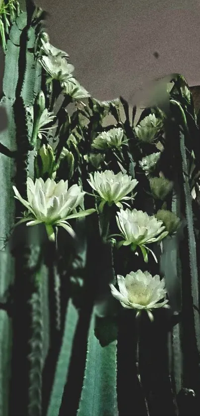 Dark green cacti with white flowers at night.