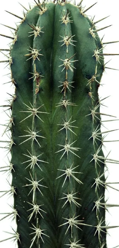 Close-up of a green cactus with spines on a white background.