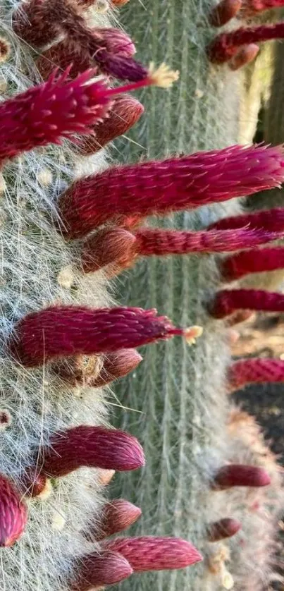 Close-up of a desert cactus with vibrant pink spikes.