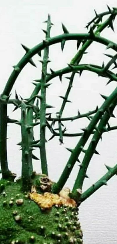 Minimalist cactus with green thorns on a white background.