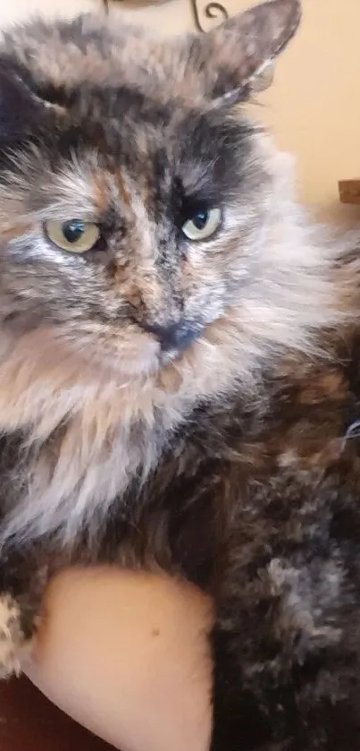 Fluffy calico cat with warm fur resting comfortably.