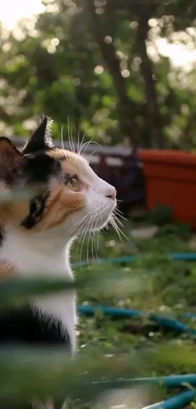 Calico cat sitting in a lush garden setting.